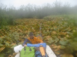 Olympic lily pads