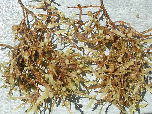 Daily Education Update 3.5 Sargassum – OAR Northwest