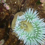 Anenome in Hot Springs Cove