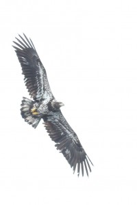 Immature Bald Eagle Soaring