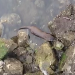 Adam captured video of river otter eating an oyster in Snug Cove.