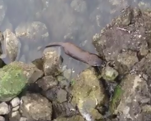 Adam captured video of river otter eating an oyster in Snug Cove.
