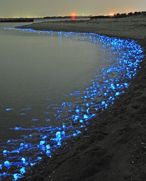 bioluminescent squid